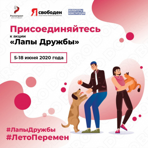 Новгородские волонтеры предлагают протянуть «Лапы дружбы»