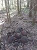 Поисковый отряд "Рубин" принял участие в поисковых работах в рамках Вахты Памяти